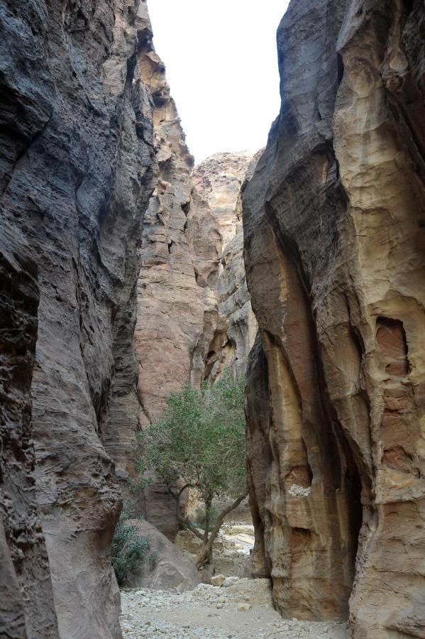 Hotel The Rock Camp Petra Wadi Musa Esterno foto